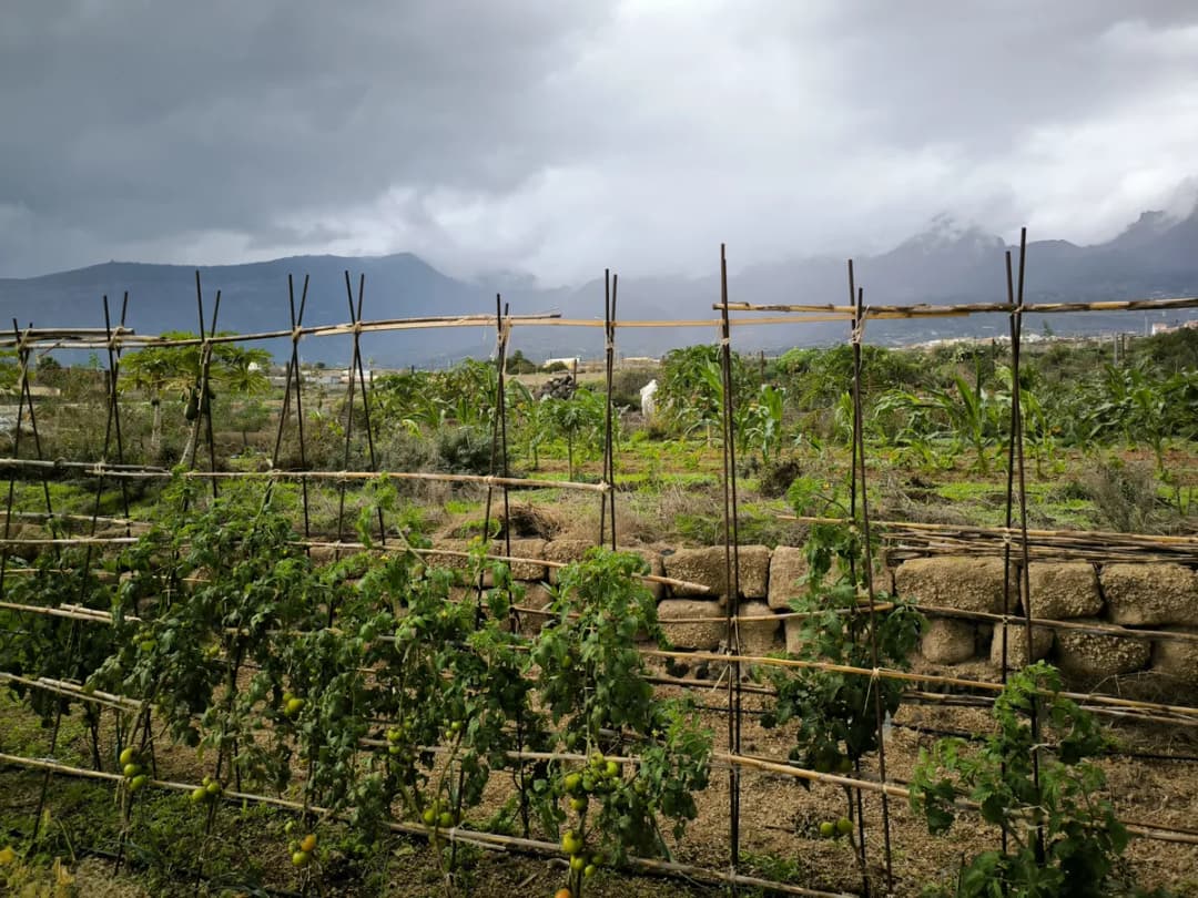 Finca Malva-Risco