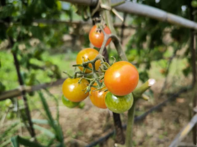 Tomate